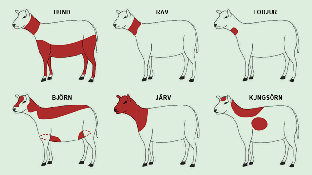 Schematisk bild av bett från svenska rovdjur.