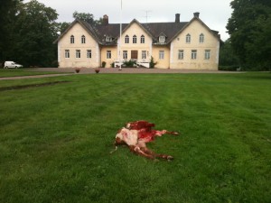 Nötkalv dödad av varg på gårdsplan framför Beateberg i Norrtälje