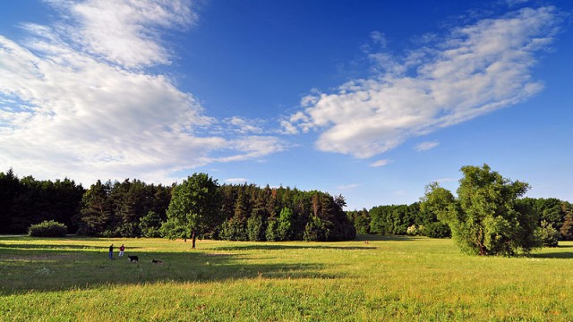 Öppna landskap är människan och betesdjurens förtänst