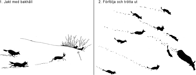 Vargens jakttyper i snö, från Michail Pavlov.