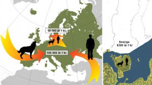Vargens och människans samtidiga etablering i Europa