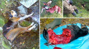 Hundar dödade av varg