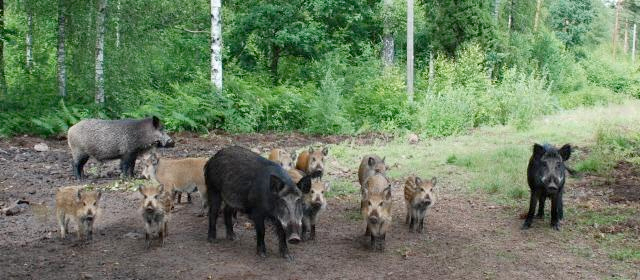 En grupp vildsvin med kultingar