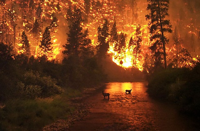 Klövvilt fotograferat under en skogsbrand i Bitteroot Valley i augusti 2000