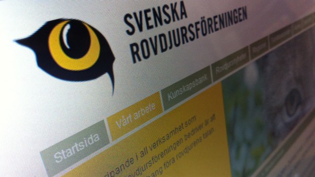 Svenska Rovdjursföreningen ogillar skyddsjaktsbeslut på närgångna vargar