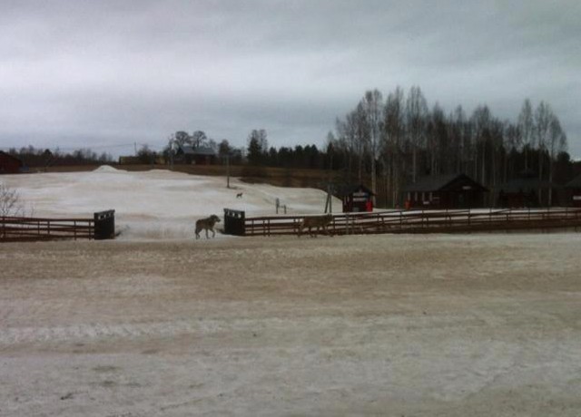 vargar vid kungsberget