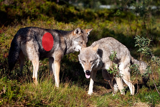 Varg_fotograferad_pa_Polar_Zoo_Norge_(2)