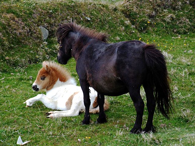 640px-Shetland_Ponies