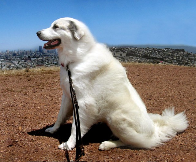 928px-Great_Pyrenees_sitting