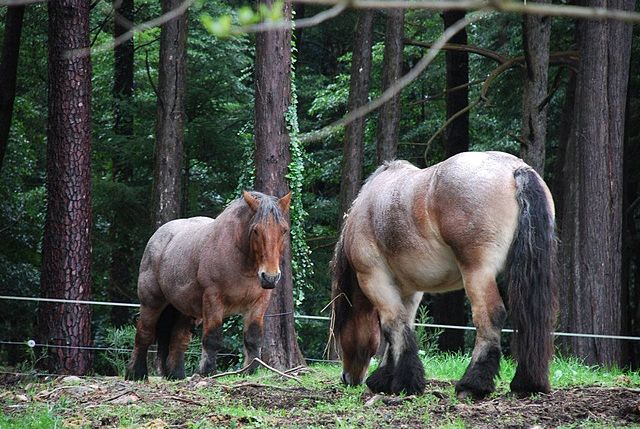 Full_Shot_of_horses_of_Parque_da_Pena,_Sintra,_Portugal