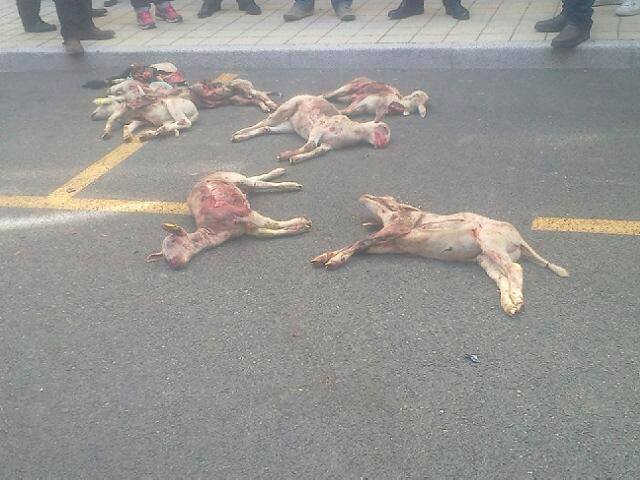 döda får på gatan