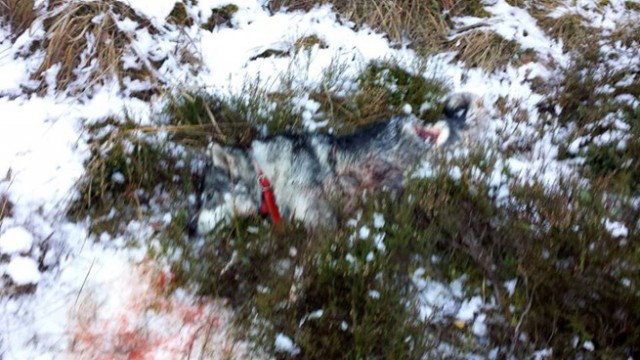 jämthund dödad av varg kolsva hundbild