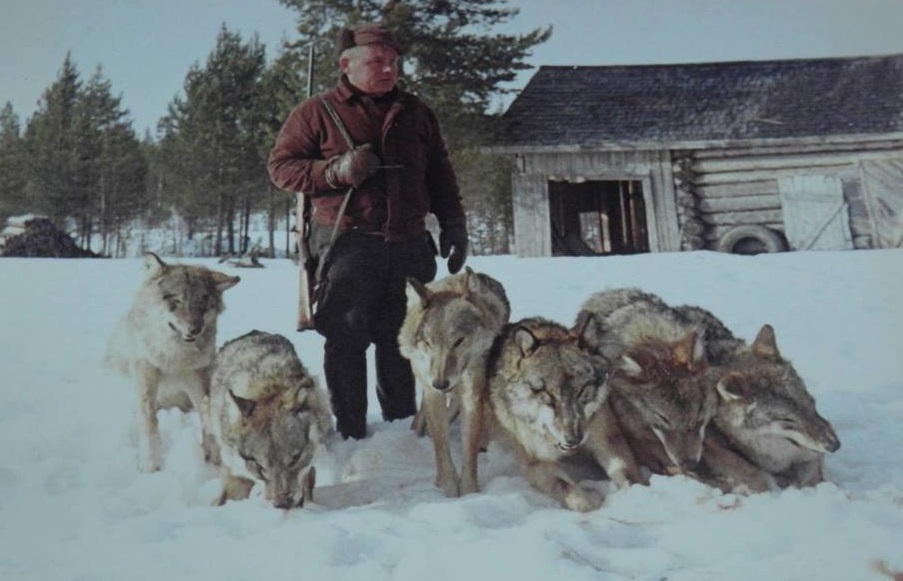 gråvargar skjutna i finland