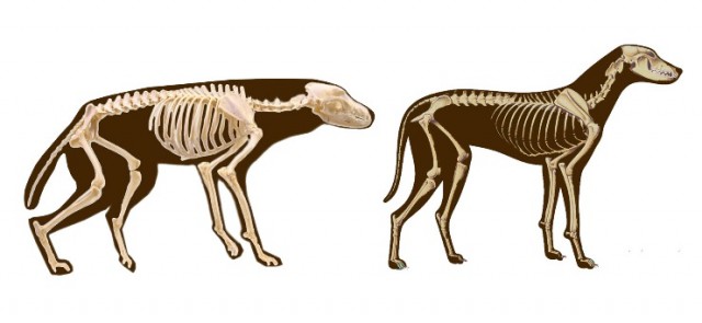 vargen och hundens skelett