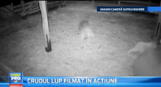 Hoppande varg fångad på video rumänien