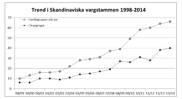 Nuvarande skandinavisk vargstam större än 500 individer
