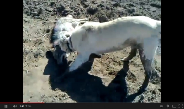 boskapsvaktande hund dödar varg