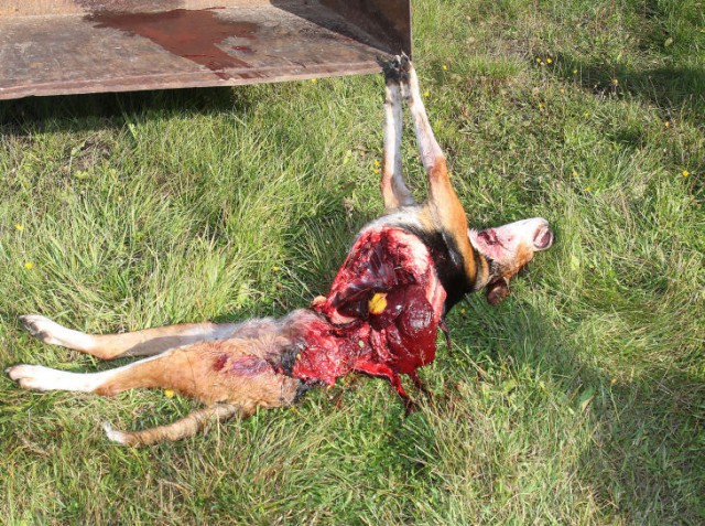 Finsk stövare dödad av varg