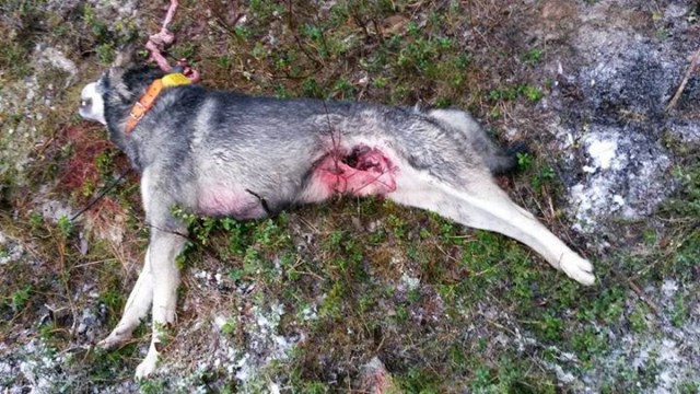 älghund dödad av varg linghed
