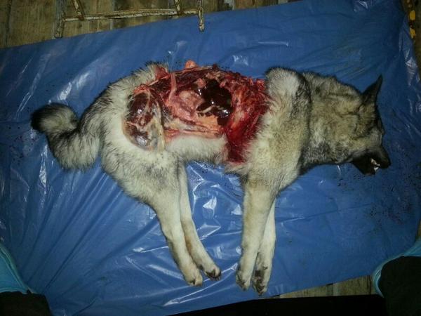gråhund dödad av varg